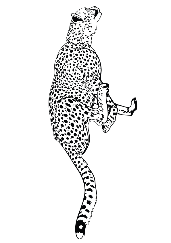 Plansa de colorat cu Leopard 10 2